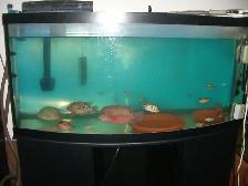 FOR SALE 75 GALLON BOW FRONT AQUARIUM STILL RUNNING $400