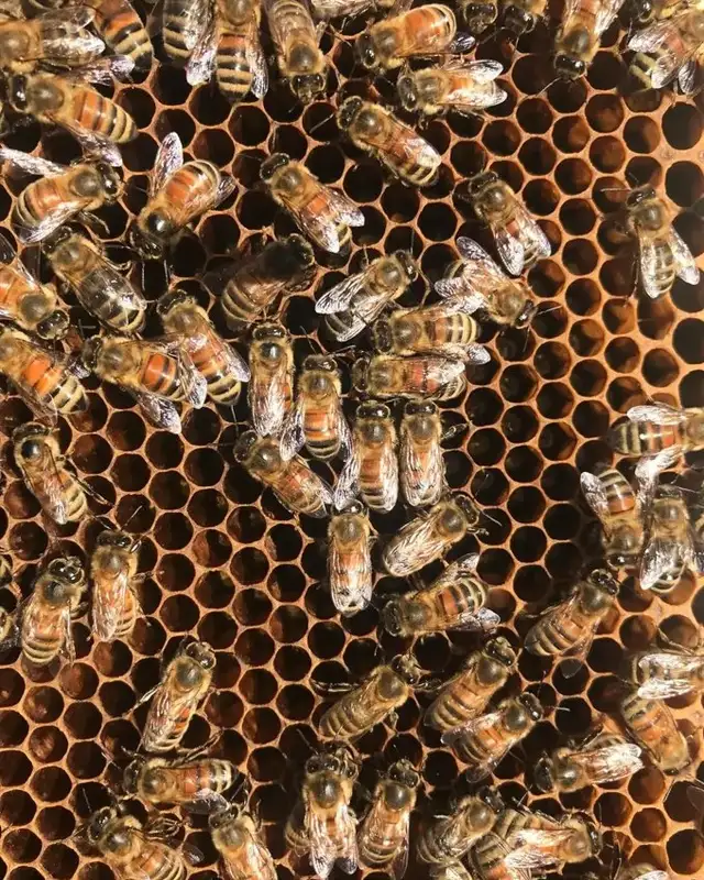 Honey Bee Nucs