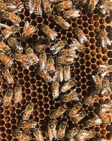 Honey Bee Nucs