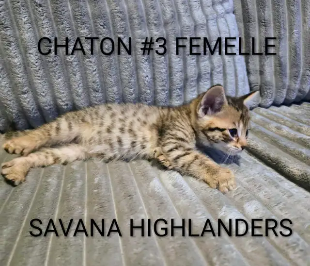 CHATON HIGHLANDS LYNX 514-501-9810