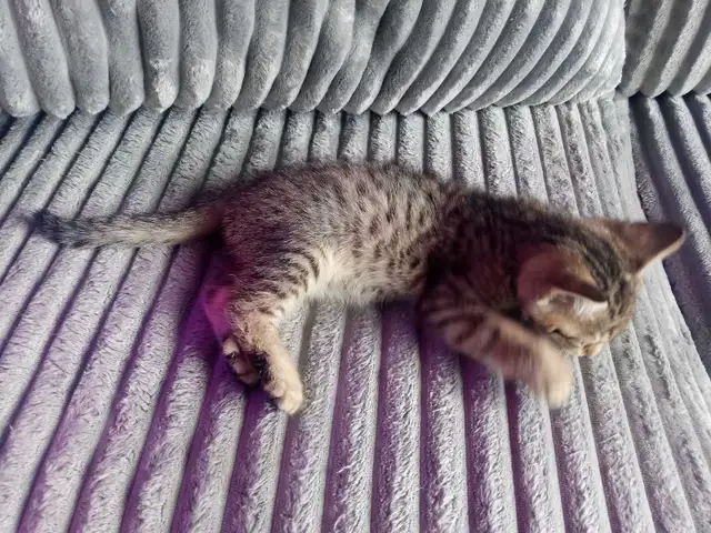 CHATON HIGHLANDS LYNX 514-501-9810 - Photo 4