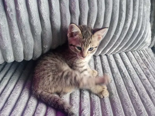 CHATON HIGHLANDS LYNX 514-501-9810 - Photo 5