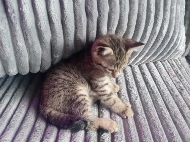 CHATON HIGHLANDS LYNX 514-501-9810 - Photo 7