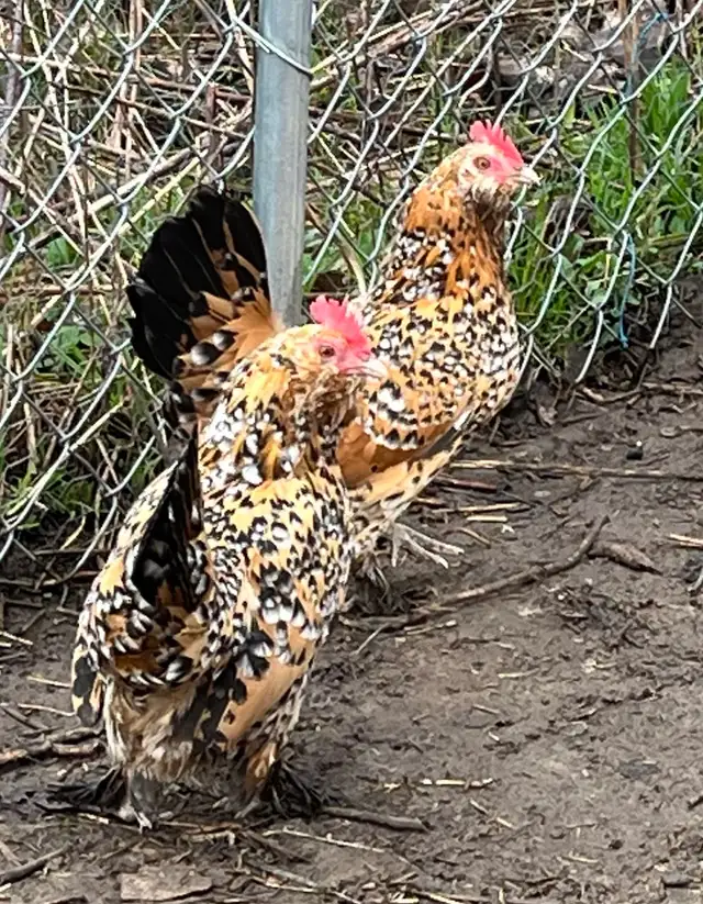 Breeding Trio of Mille Fleur D’Uccles