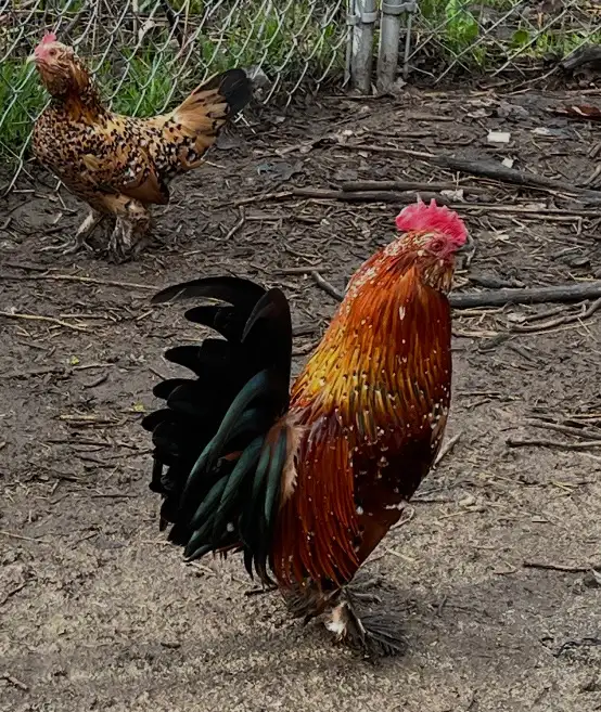 Breeding Trio of Mille Fleur D’Uccles - Photo 2