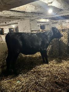 3 black angus cross heifers