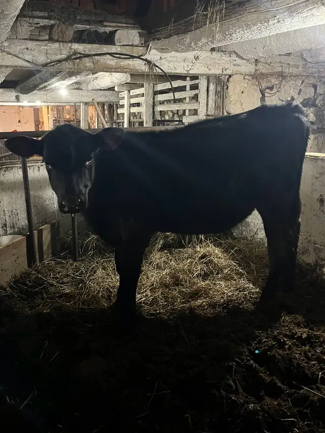 3 black angus cross heifers - Photo 2