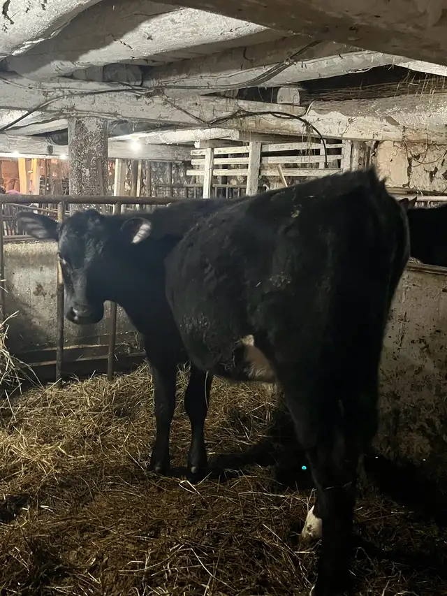 3 black angus cross heifers - Photo 3