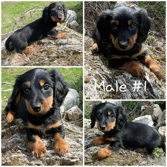 Chiots Teckel Nains À Poil Long/Miniature Dachshund Puppies