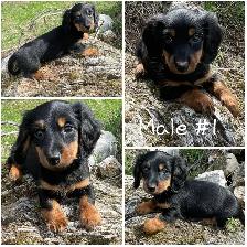 Chiots Teckel Nains À Poil Long/Miniature Dachshund Puppies