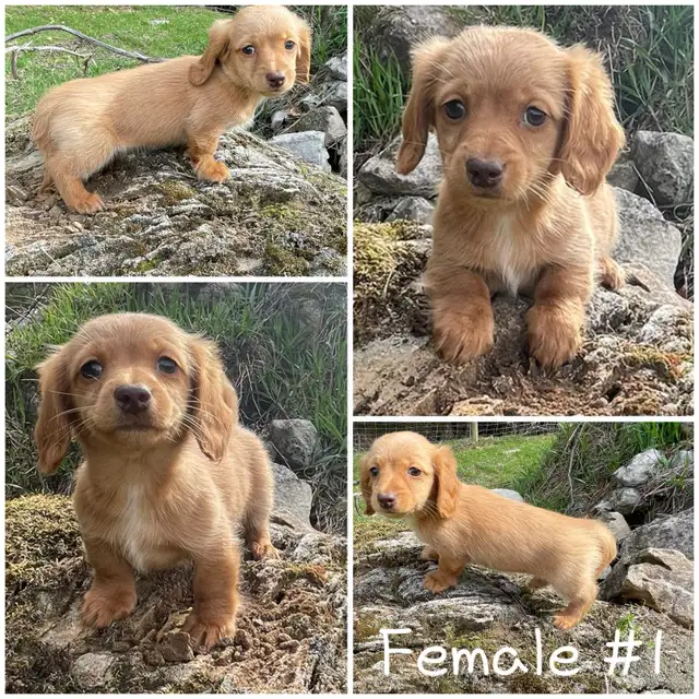 Chiots Teckel Nains À Poil Long/Miniature Dachshund Puppies - Photo 2