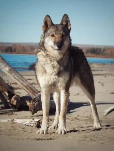 German shepherd x husky!