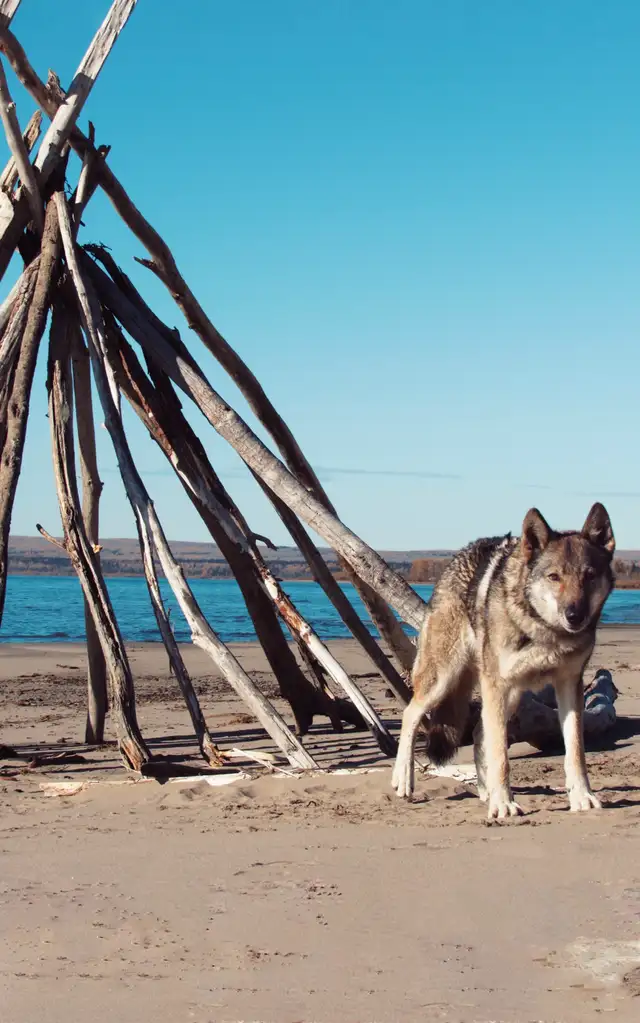 German shepherd x husky! - Photo 2