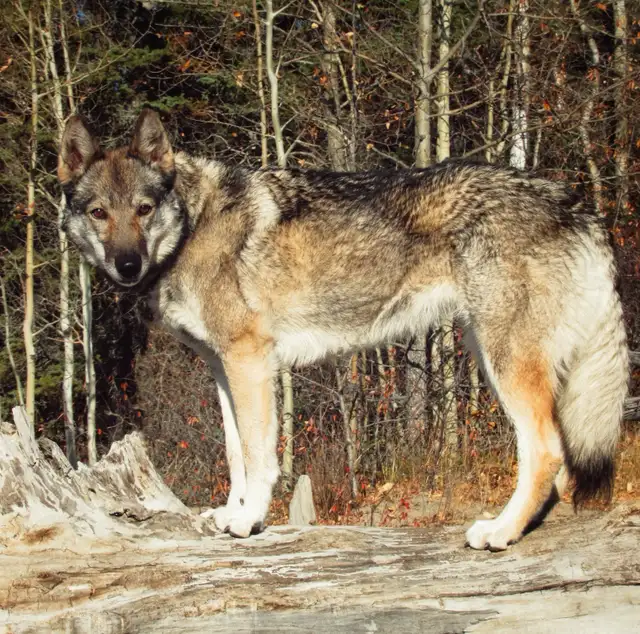 German shepherd x husky! - Photo 3