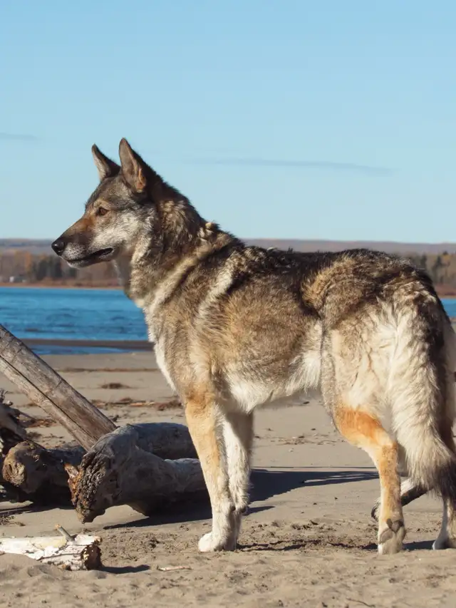 German shepherd x husky! - Photo 4