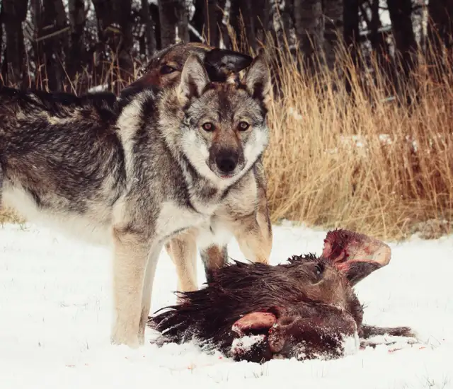 German shepherd x husky! - Photo 5