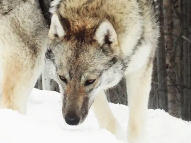 German shepherd x husky! - Photo 6