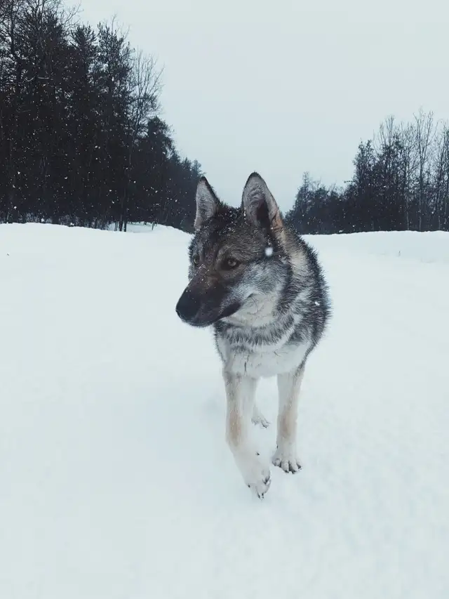 German shepherd x husky! - Photo 7
