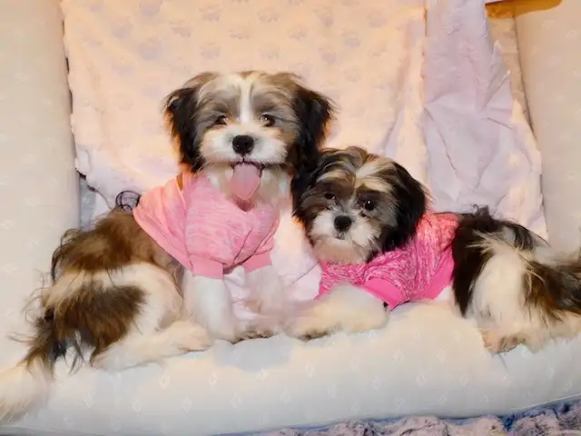 Malshi(maltese x shihtzu) available