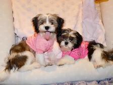 Malshi(maltese x shihtzu) available