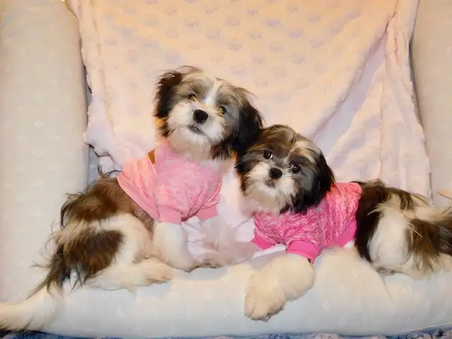 Malshi(maltese x shihtzu) available - Photo 2