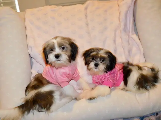 Malshi(maltese x shihtzu) available - Photo 3