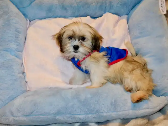Malshi(maltese x shihtzu) available - Photo 4