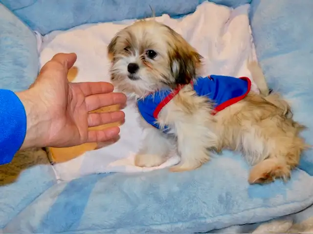 Malshi(maltese x shihtzu) available - Photo 5