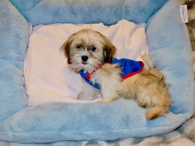 Malshi(maltese x shihtzu) available - Photo 6