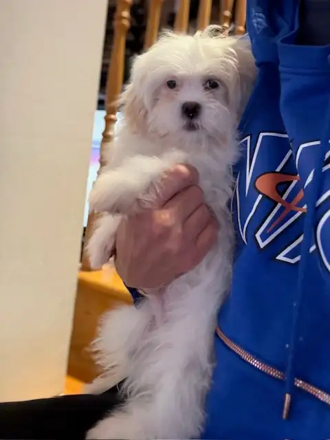 Malshi(maltese x shihtzu) available - Photo 7