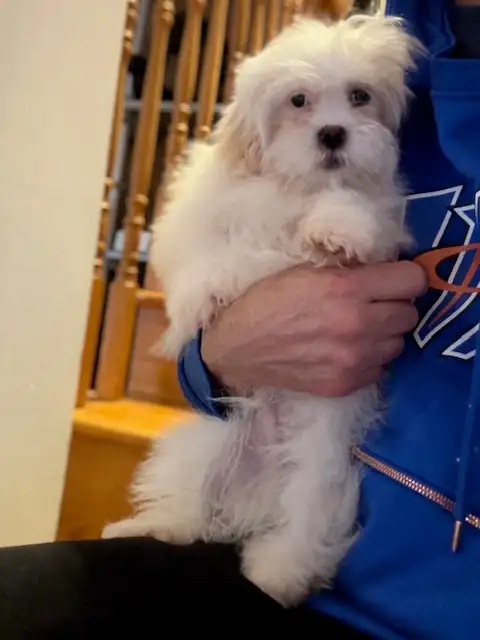 Malshi(maltese x shihtzu) available - Photo 8