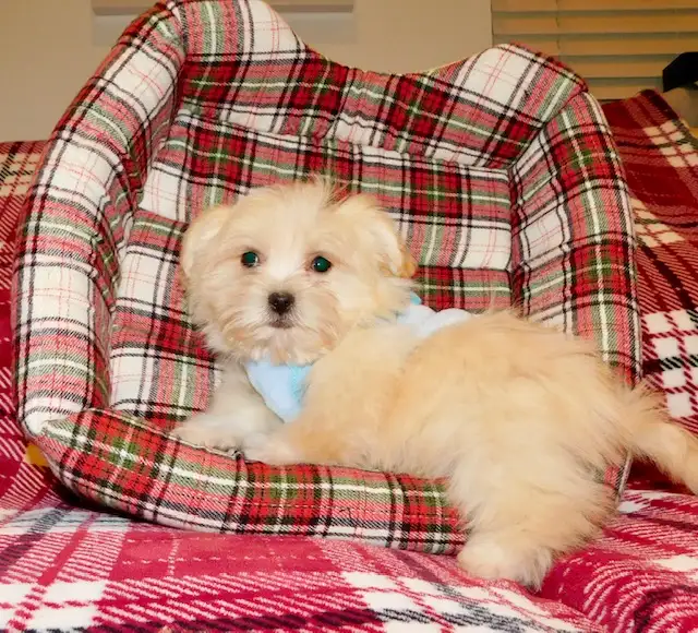 Malshi(maltese x shihtzu) available - Photo 9