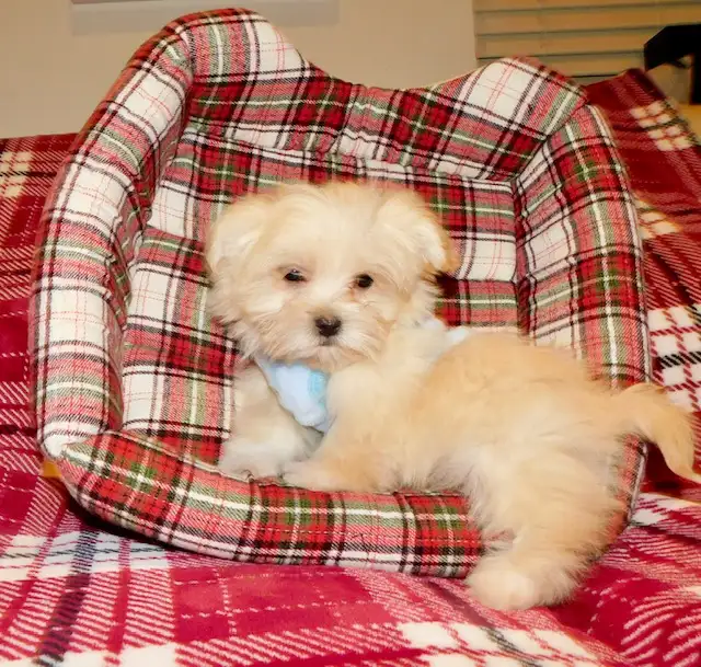 Malshi(maltese x shihtzu) available - Photo 10