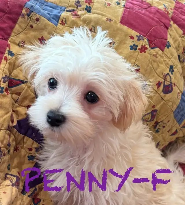 BEAUTIFUL MORKIE BABY PUPPIES