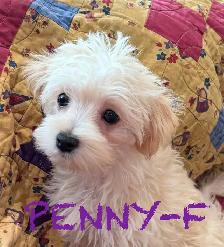 BEAUTIFUL MORKIE BABY PUPPIES