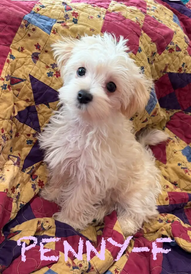 BEAUTIFUL MORKIE BABY PUPPIES - Photo 2