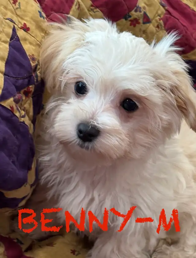 BEAUTIFUL MORKIE BABY PUPPIES - Photo 3