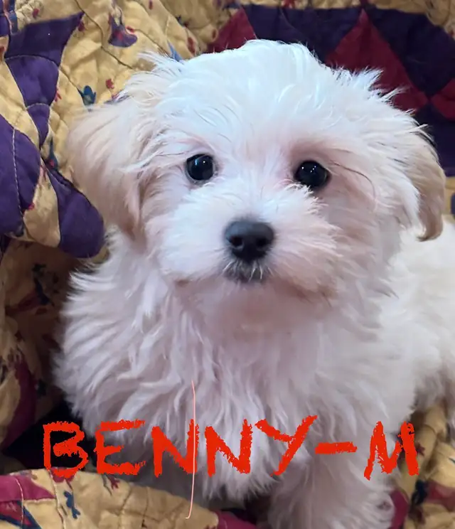 BEAUTIFUL MORKIE BABY PUPPIES - Photo 4