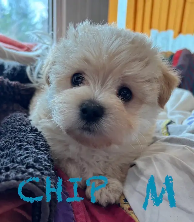 BEAUTIFUL MORKIE BABY PUPPIES - Photo 5