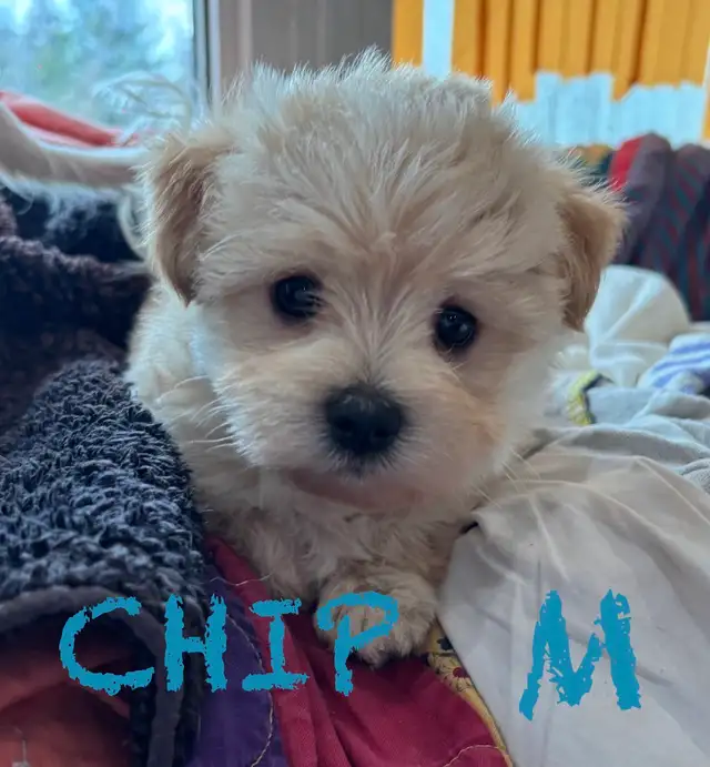 BEAUTIFUL MORKIE BABY PUPPIES - Photo 6