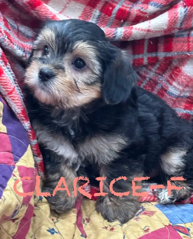 BEAUTIFUL MORKIE BABY PUPPIES - Photo 7