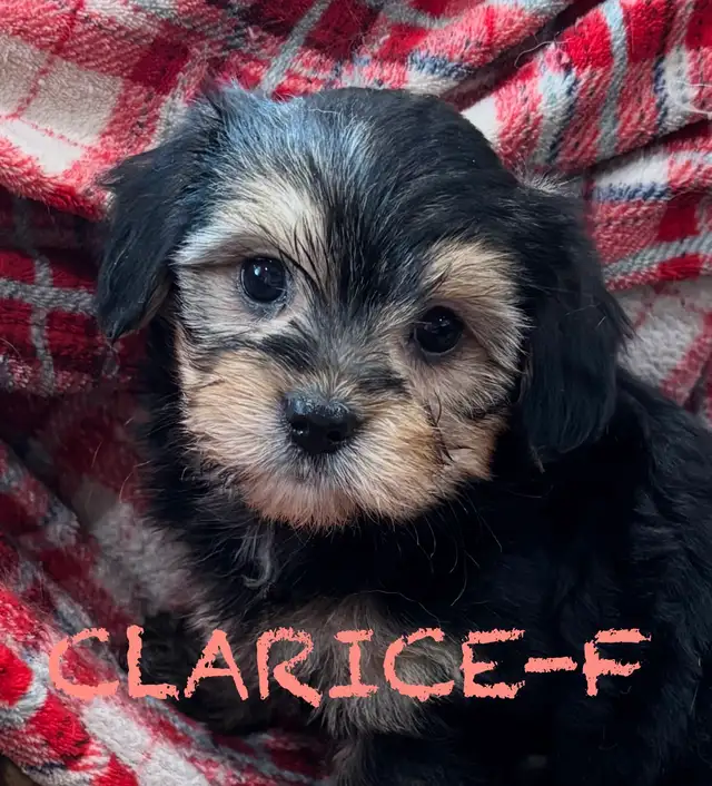 BEAUTIFUL MORKIE BABY PUPPIES - Photo 8