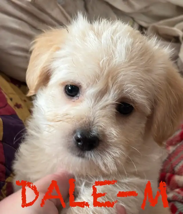 BEAUTIFUL MORKIE BABY PUPPIES - Photo 9