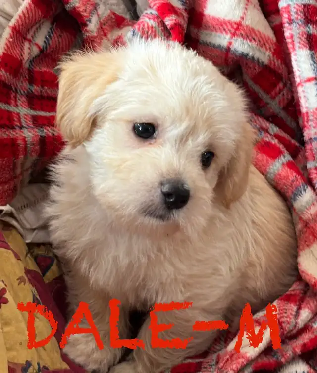 BEAUTIFUL MORKIE BABY PUPPIES - Photo 10