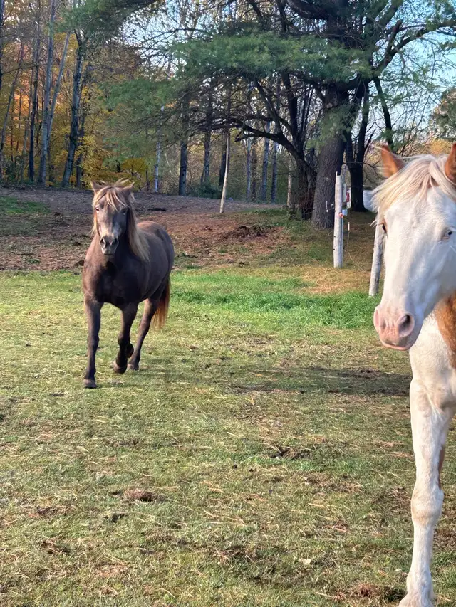 gypsy X paint - Photo 2