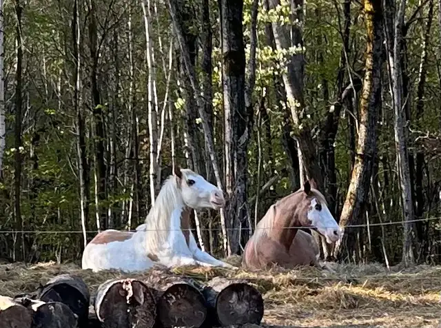 gypsy X paint - Photo 4