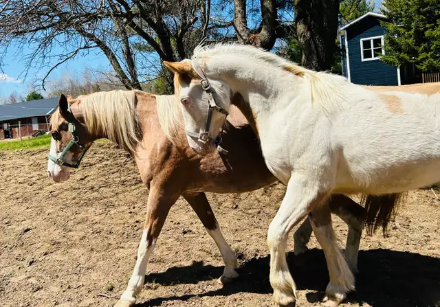 gypsy X paint - Photo 5