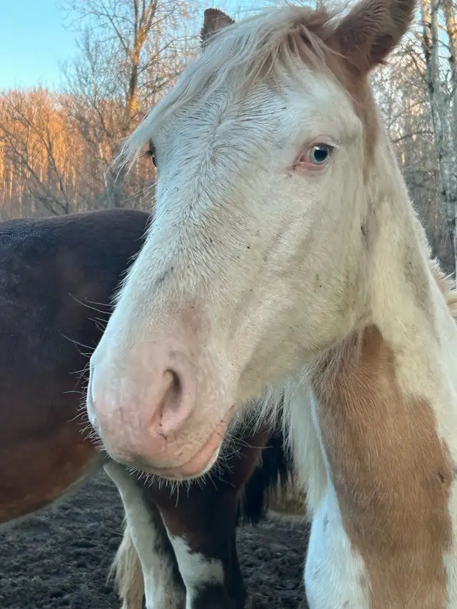 gypsy X paint - Photo 6