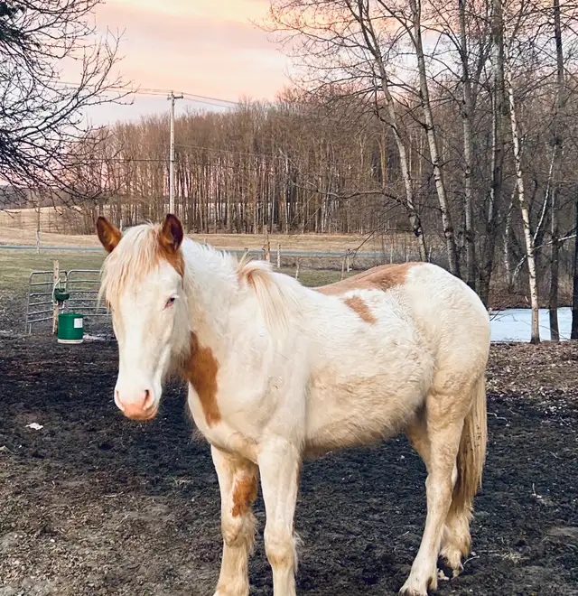 gypsy X paint - Photo 7