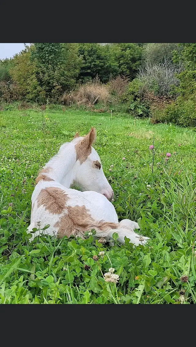 gypsy X paint - Photo 10